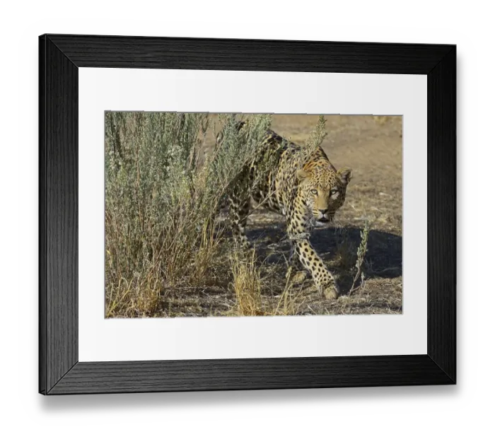 Framed Print : Leopard (Panthera pardus) roaming its territory Framed Print : Leopard (Panthera pardus) roaming its territory