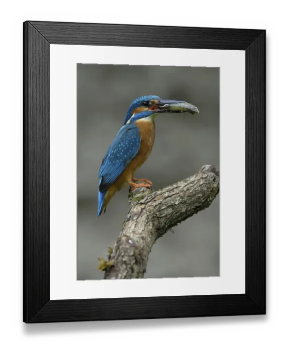 Framed Print : Kingfisher (Alcedo atthis) Framed Print : Kingfisher (Alcedo atthis)