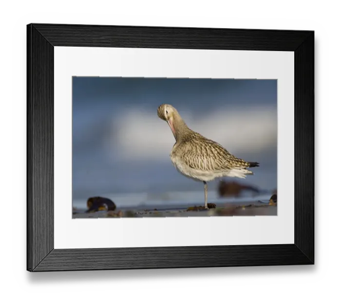 Framed Print : Bar-tailed godwit (Limosa lapponica)