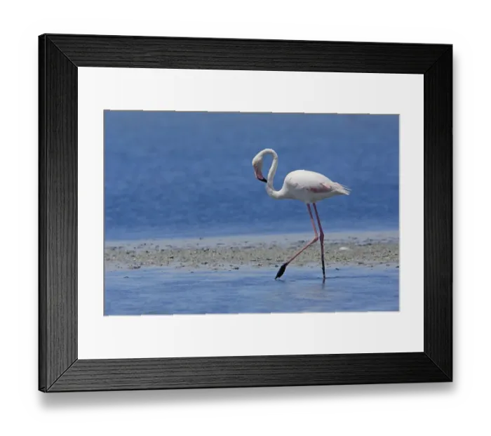 Framed Print : Greater Flamingo (Phoenicopterus ruber) Framed Print : Greater Flamingo (Phoenicopterus ruber)