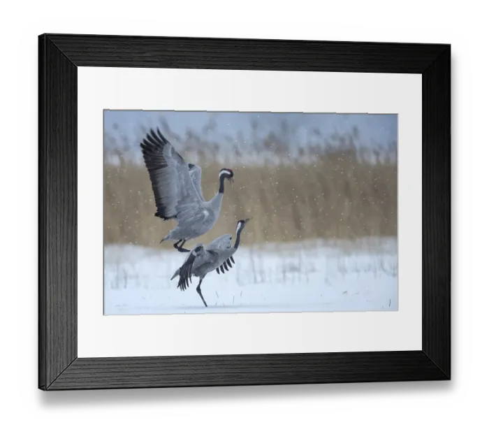 Framed Print : Common cranes (Grus grus), Mecklenburg-Vorpommern