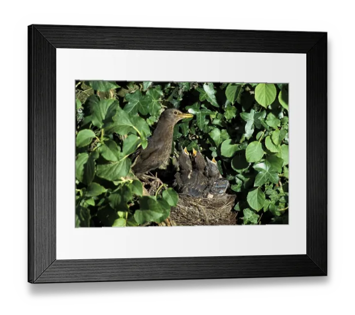Framed Print : Blackbird (turdus merula), adult with chicks at nest Framed Print : Blackbird (turdus merula), adult with chicks at nest