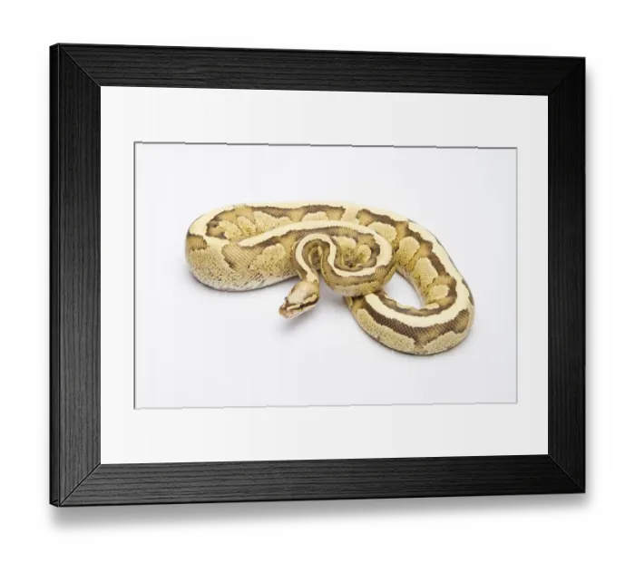 Framed Print : Royal python (Python regius), Vanilla Cream