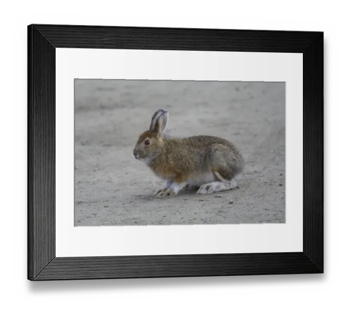 Framed Print : Snowshoe hare (Lepus americanus) Framed Print : Snowshoe hare (Lepus americanus)