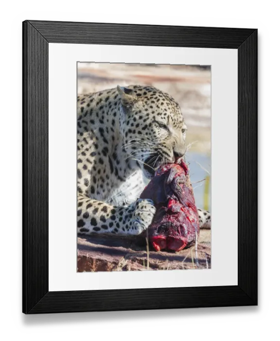 Framed Print : Leopard (Panthera pardus) gnawing on a chunk of meat