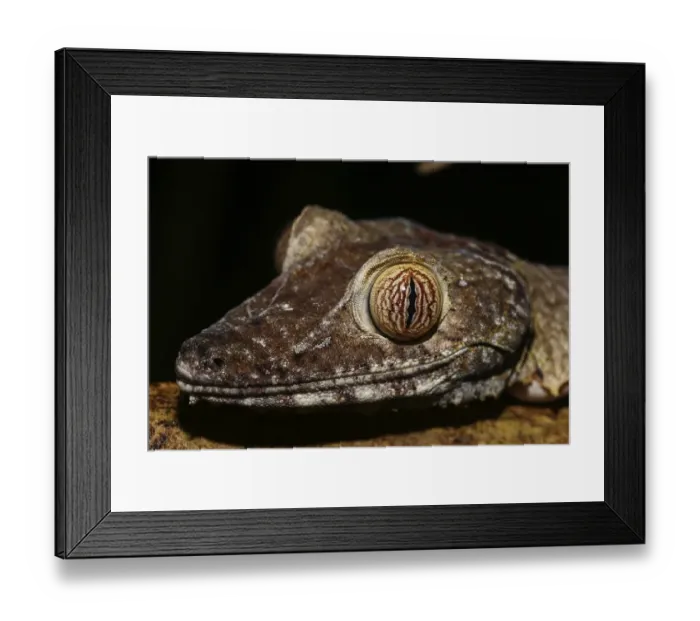 Framed Print : Flat-tailed gecko (Uroplatus fimbriatus) female Framed Print : Flat-tailed gecko (Uroplatus fimbriatus) female
