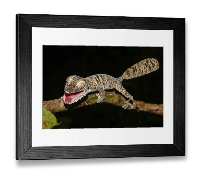 Framed Print : Flat-tailed gecko (Uroplatus fimbriatus) female Framed Print : Flat-tailed gecko (Uroplatus fimbriatus) female