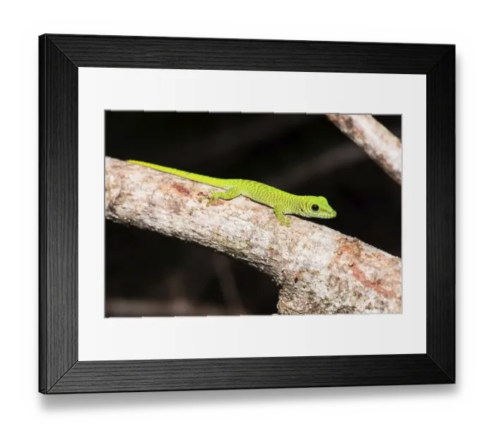 Framed Print : Madagascar giant day gecko (Phelsuma grandis)