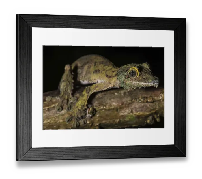 Framed Print : Mossy leaf-tailed gecko (Uroplatus sikorae) Framed Print : Mossy leaf-tailed gecko (Uroplatus sikorae)
