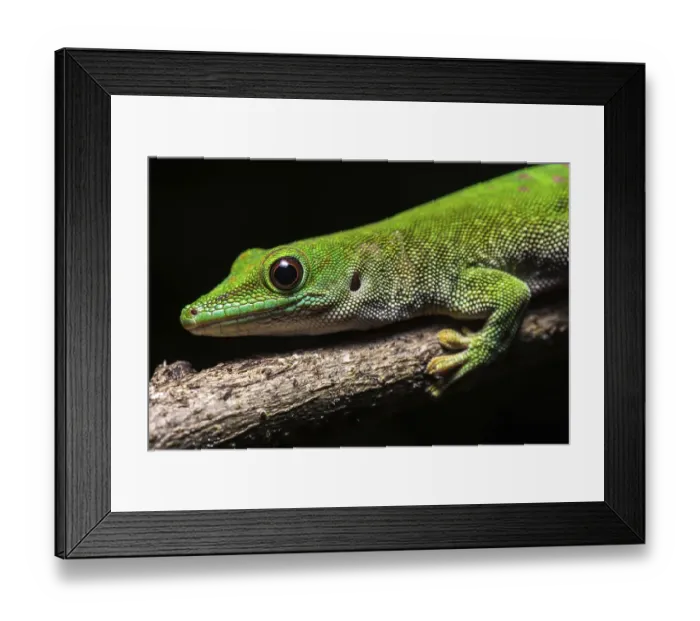 Framed Print : Koch's giant day gecko (Phelsuma kochi)