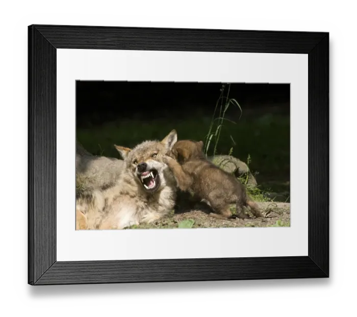 Framed Print : Gray Wolves (Canis lupus), adult and young animals Framed Print : Gray Wolves (Canis lupus), adult and young animals