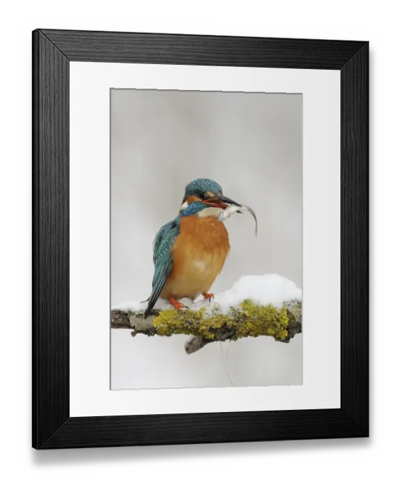 Framed Print : Common kingfisher (Alcedo atthis) with captured belica (Leucaspius delineatus) Framed Print : Common kingfisher (Alcedo atthis) with captured belica (Leucaspius delineatus)