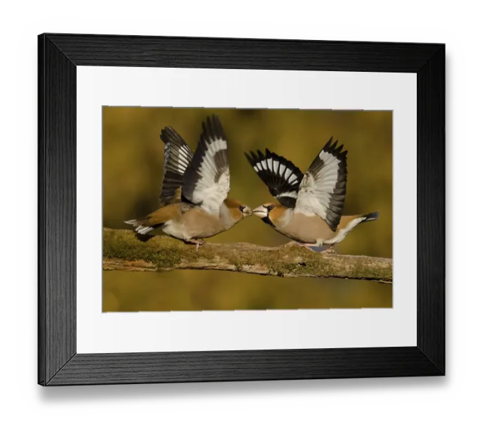 Framed Print : Two fighting males grosbeak (Coccothraustes coccothraustes) on a branch