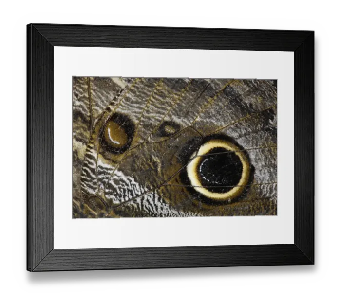 Framed Print : Caligo eurilochus