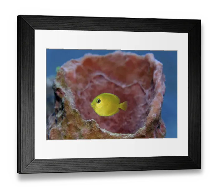 Framed Print : Blue Tang (Acanthurus coeruleus)