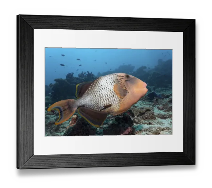Framed Print : Yellowmargin Triggerfish (Pseudobalistes flavimarginatus) coral reef Framed Print : Yellowmargin Triggerfish (Pseudobalistes flavimarginatus) coral reef