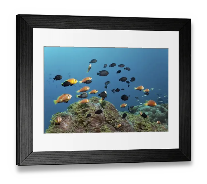 Framed Print : School of pink skunk clownfish (Amphiprion perideraion)