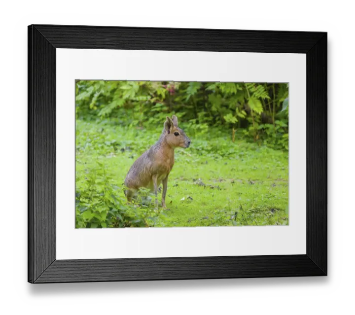 Framed Print : A Patagonian mara (Dolichotis patagonum) sits on a meadow Framed Print : A Patagonian mara (Dolichotis patagonum) sits on a meadow
