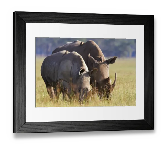 Framed Print : White rhinoceroses, square-lipped rhinoceroses (Ceratotherium simum)