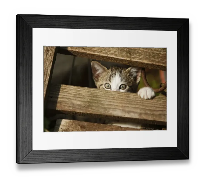 Framed Print : Kitten, about 10 weeks, semi-feral village cat playing on a wooden gate Framed Print : Kitten, about 10 weeks, semi-feral village cat playing on a wooden gate