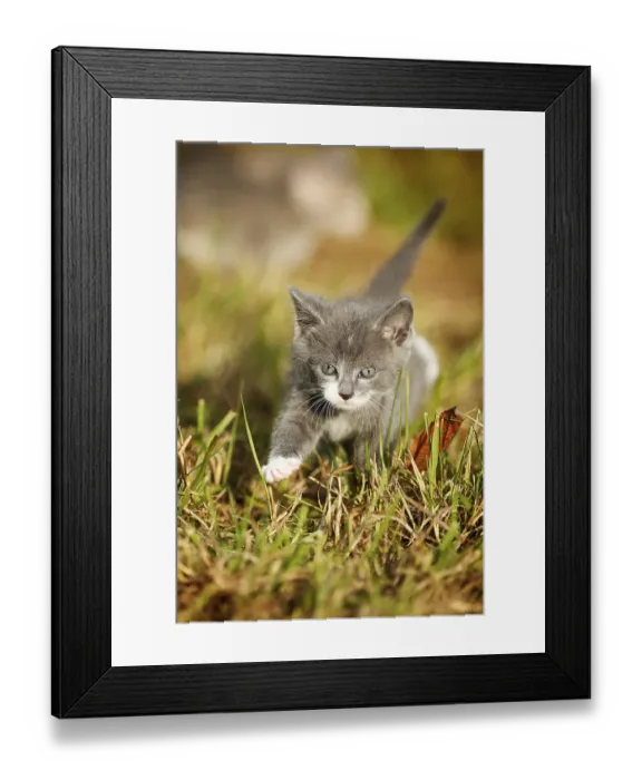 Framed Print : Domestic cat, kitten, 6 weeks, gray Framed Print : Domestic cat, kitten, 6 weeks, gray