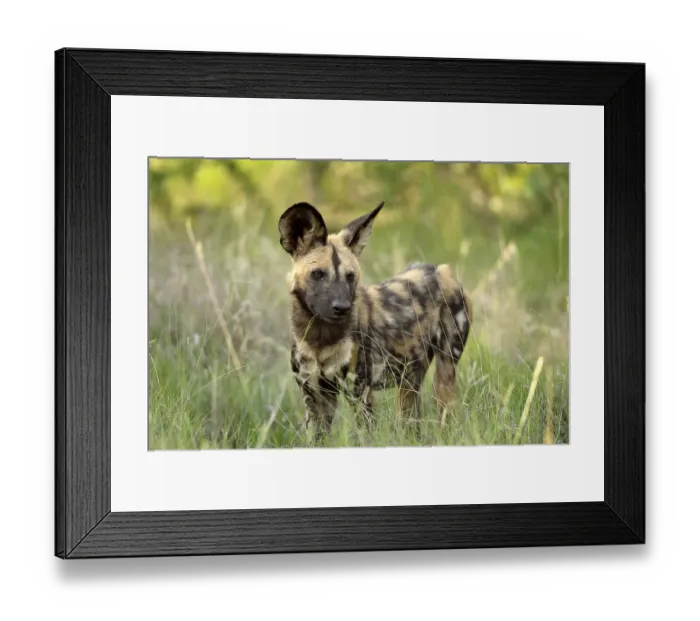 Framed Print : African Wild Dog (Lycaon pictus)