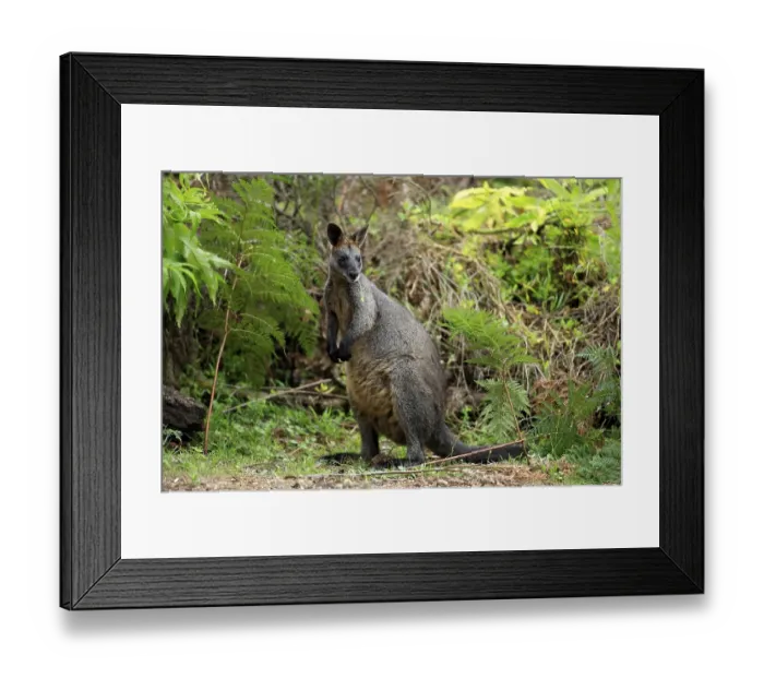 Framed Print : Swamp Wallaby (Wallabia bicolor) Framed Print : Swamp Wallaby (Wallabia bicolor)