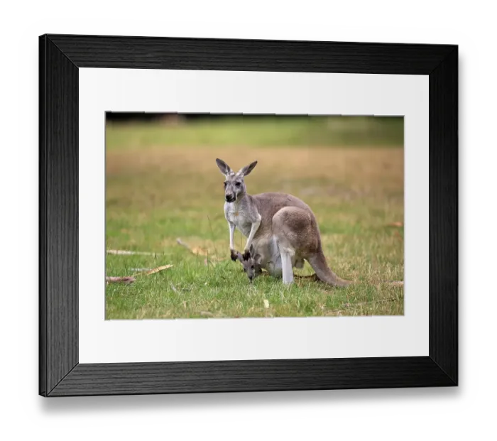 Framed Print : Eastern Grey Kangaroo (Macropus giganteus)