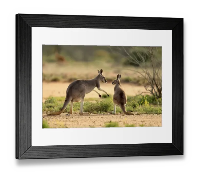 Framed Print : Red Kangaroo (Macropus rufus) adult female and young Framed Print : Red Kangaroo (Macropus rufus) adult female and young
