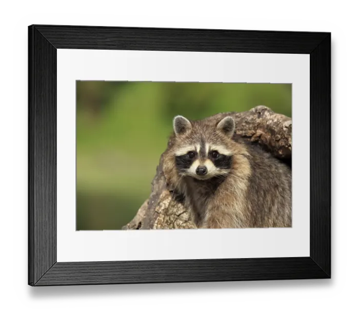 Framed Print : Raccoon (Procyon lotor), adult