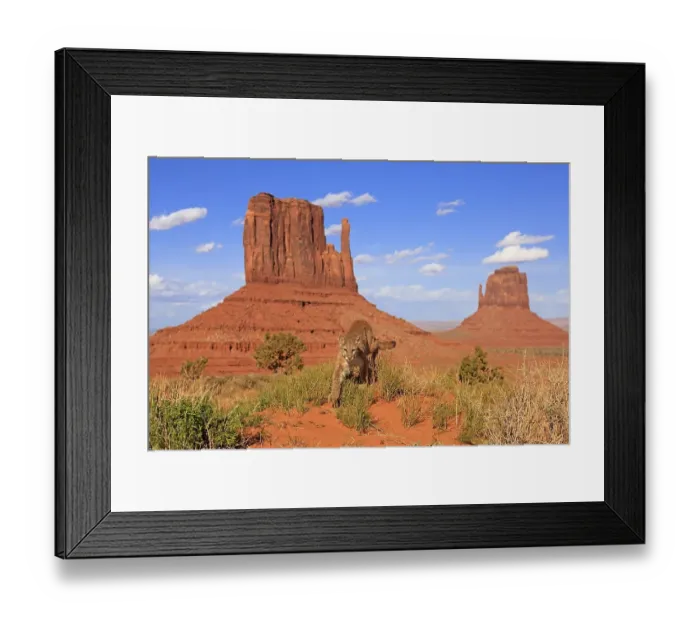 Framed Print : Puma, Cougar or Mountain Lion (Puma concolor) Framed Print : Puma, Cougar or Mountain Lion (Puma concolor)