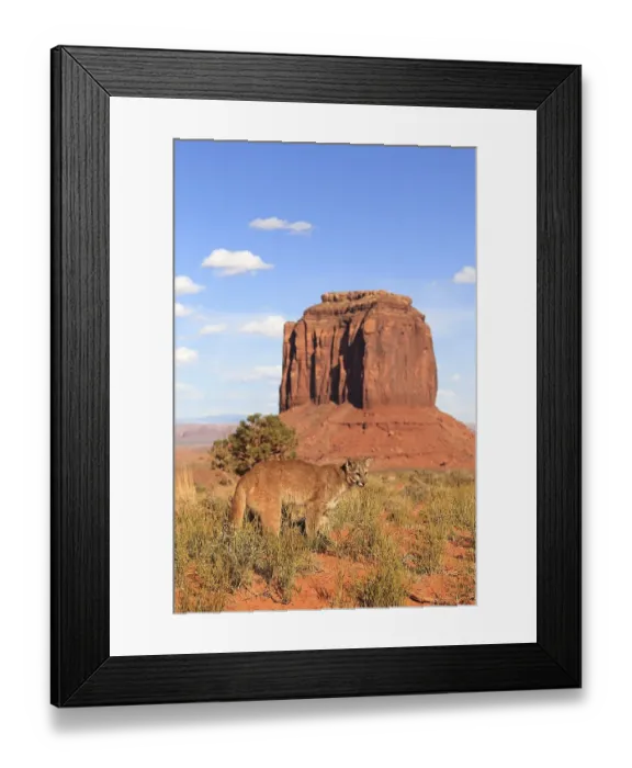 Framed Print : Puma, Cougar or Mountain Lion (Puma concolor)
