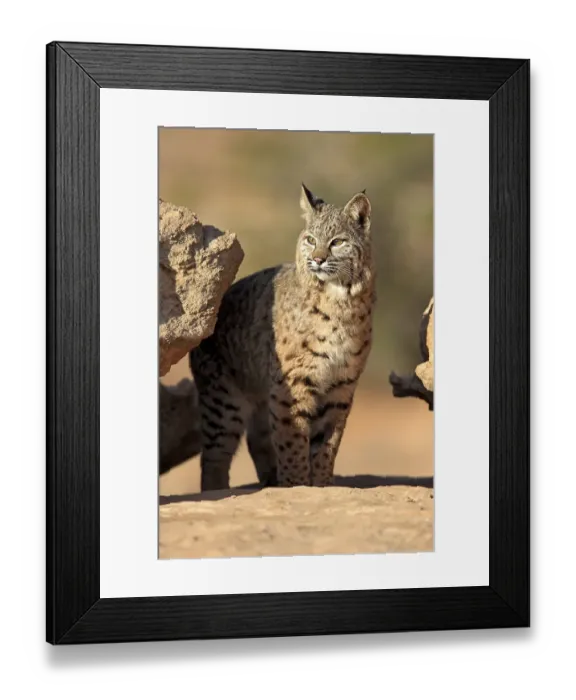 Framed Print : Bobcat (Lynx rufus) standing on a rock