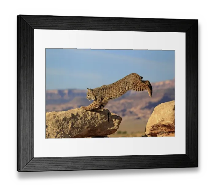 Framed Print : Bobcat (Lynx rufus) jumping onto a rock