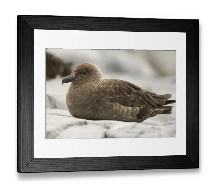 Framed Print : South Polar Skua (Stercorarius maccormicki)