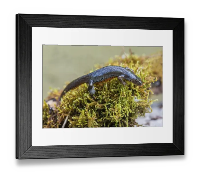 Framed Print : Alpine newt (Triturus alpestris), female