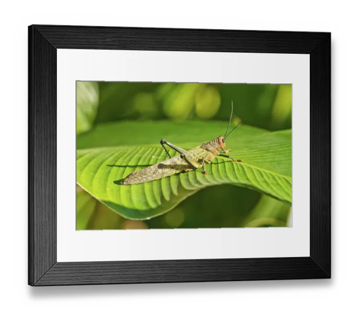 Framed Print : Lubber Grasshopper (Taeniopoda maxima) perched on a leaf in the rainforest of Costa Rica