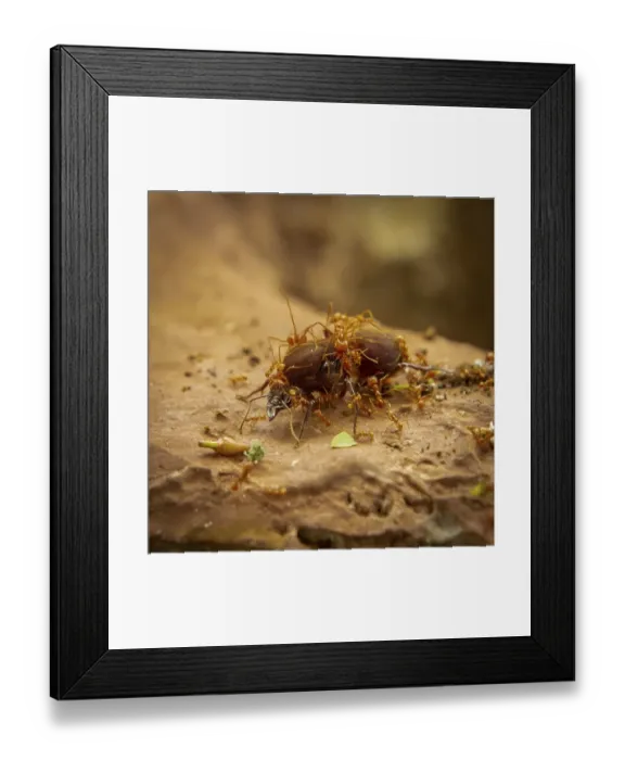 Framed Print : Leaf-cutter ants (Acromyrmex) queen being tended by her workers Framed Print : Leaf-cutter ants (Acromyrmex) queen being tended by her workers
