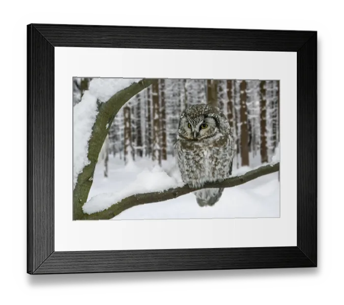 Framed Print : Tengmalm's owl (Aegolius funereus)