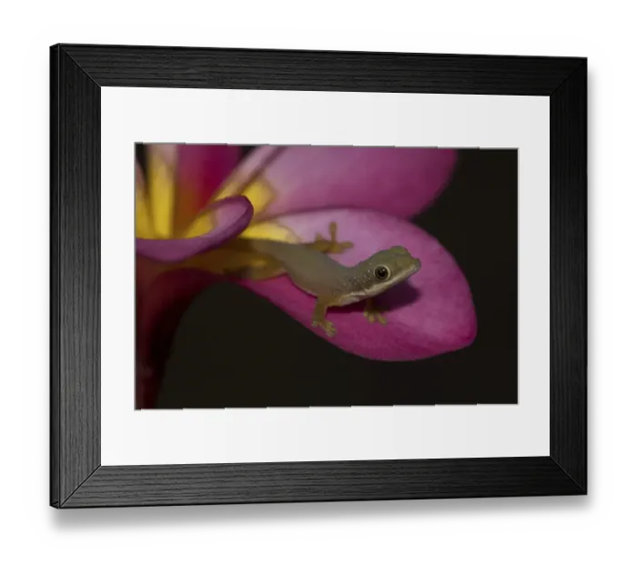 Framed Print : Day Gecko (Phelsuma spp.), young