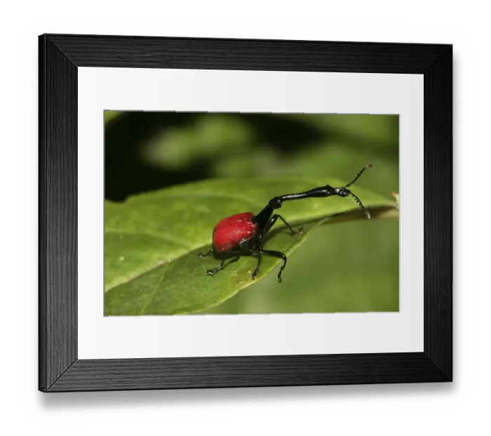 Framed Print : Giraffe weevil (Trachelophorus giraffa)