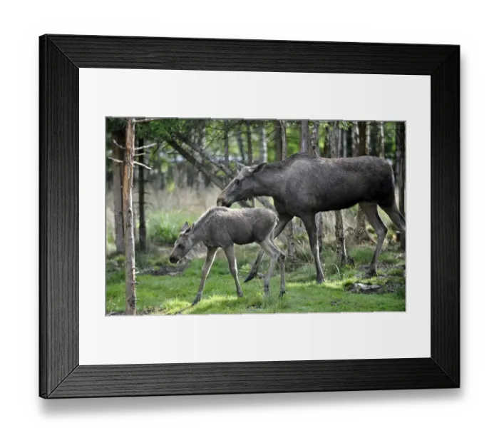 Framed Print : Elk with calf, Elk Park near Lagan, Sweden, Europe