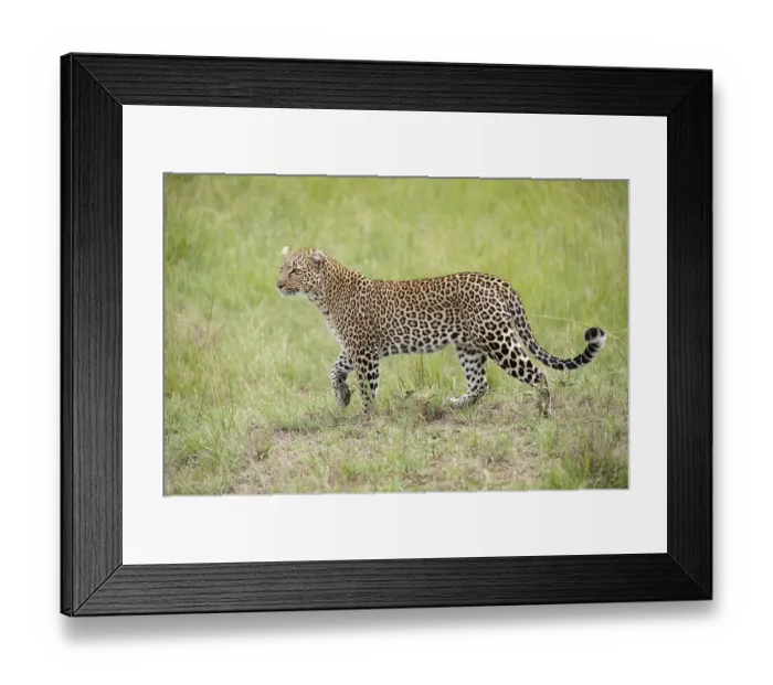 Framed Print : Leopard (Panthera pardus) searching for prey