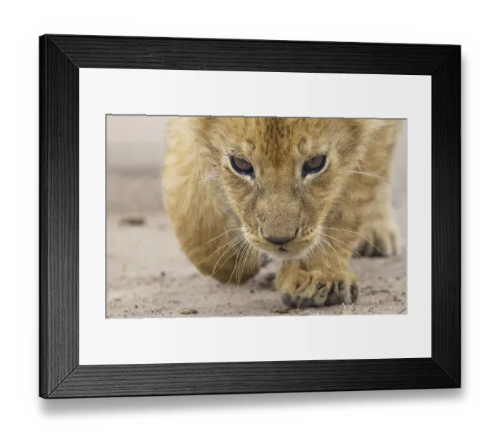 Framed Print : Curious Lion (Panthera leo) cub