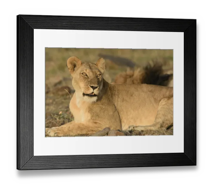 Framed Print : Lioness (Panthera leo), Maasai Mara National Reserve