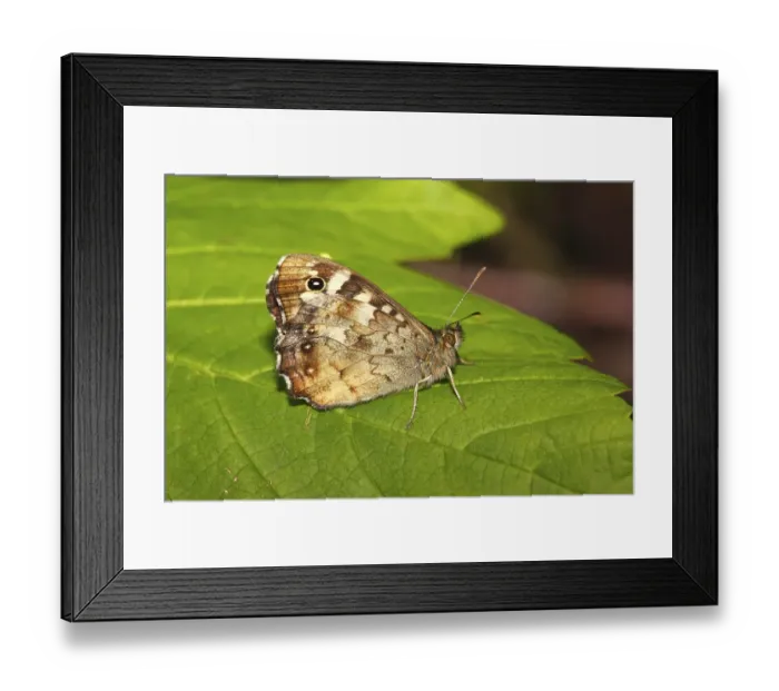 Framed Print : Speckled Wood (Parage aegeria) butterfly sitting on a leaf Framed Print : Speckled Wood (Parage aegeria) butterfly sitting on a leaf