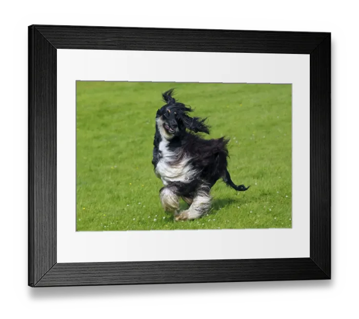 Framed Print : Male Afghan Hound (Canis lupus familiaris)