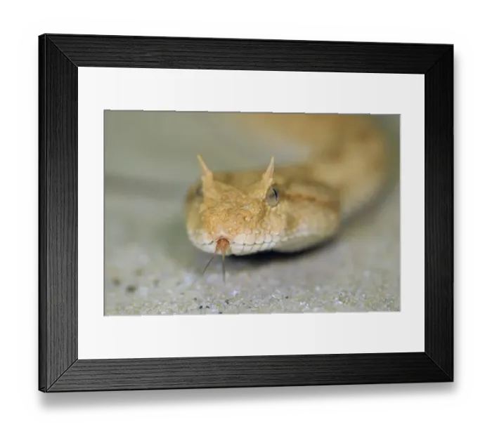 Framed Print : Saharan horned viper (Cerastes cerastes)
