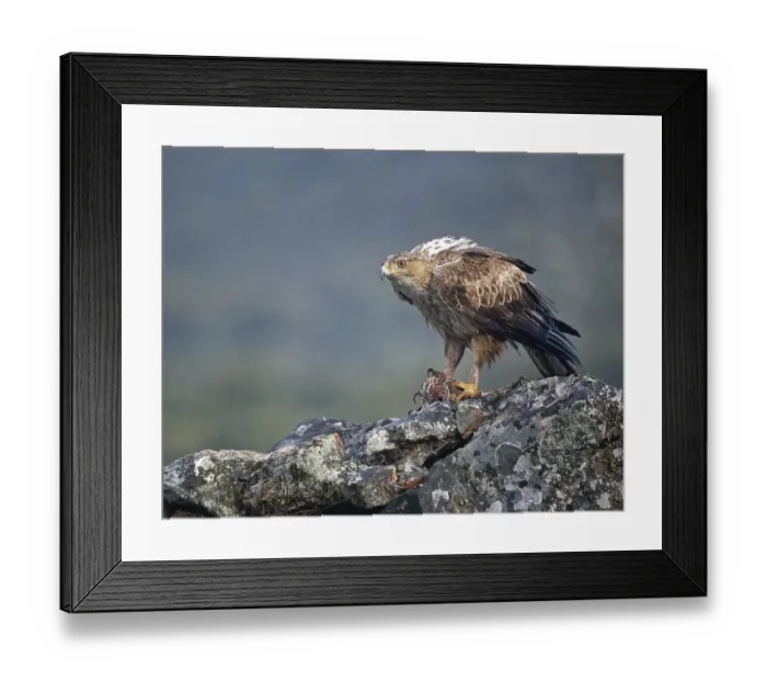 Framed Print : Bonelli's eagle (Aquila fasciata) Framed Print : Bonelli's eagle (Aquila fasciata)