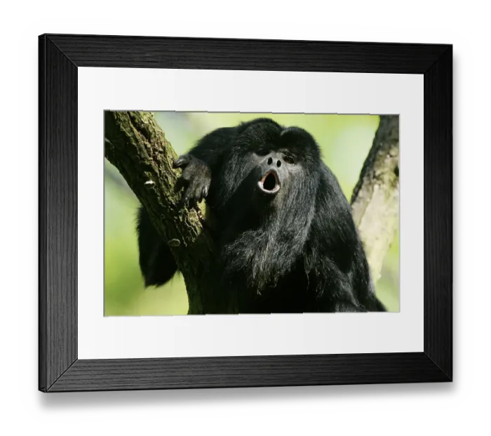 Framed Print : Black howler (Alouatta caraya) Framed Print : Black howler (Alouatta caraya)